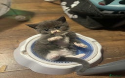 Mixed Breed cats for sale: Mixed breed British short haired kittens  - Image 5