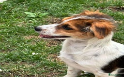 Mixed Breed dogs for adoption: PEGI, SARA & MIA - Image 7