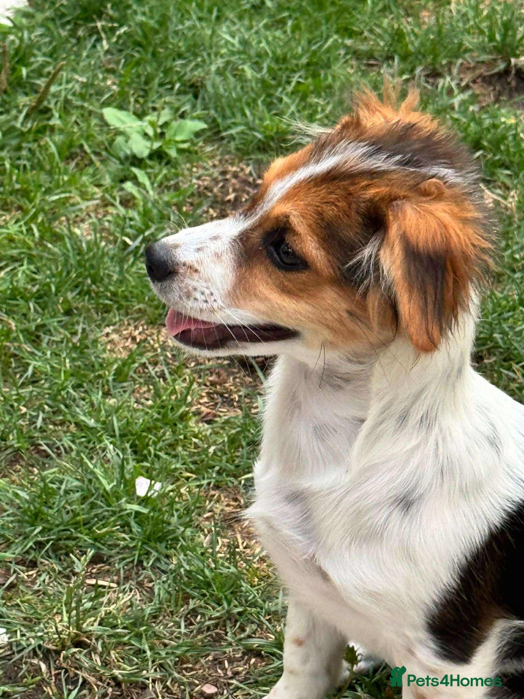 Mixed Breed dogs for adoption: PEGI, SARA & MIA - Image 7