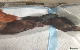 Cocker Spaniel dogs for sale: 7 beautiful cocker spaniels  - Image 12