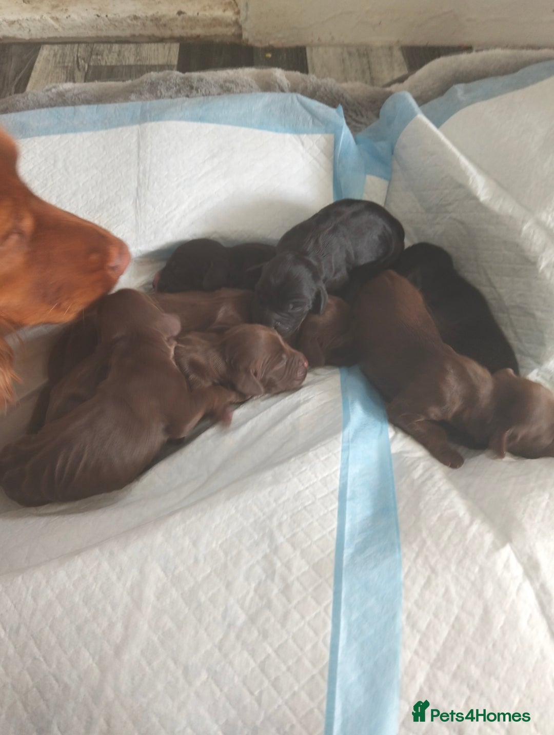 Cocker Spaniel dogs for sale: 7 beautiful cocker spaniels  - Image 12