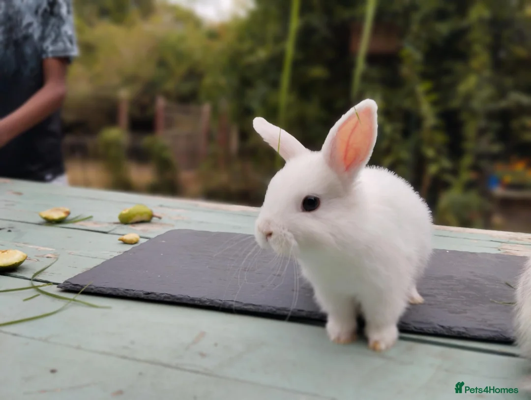 Mixed Breed rabbits for sale: Mixed breed £40. Last one left - Advert 2