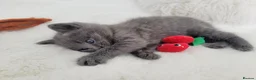 British Shorthair cats for sale: British shorthair kitten - Advert 5