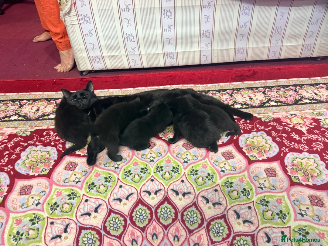 Mixed Breed cats for sale: Mixedbreed black kittens - Advert 1