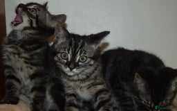 Bengal cats for sale: BEAUTIFUL HALF BENGAL KITTENS - Image 5