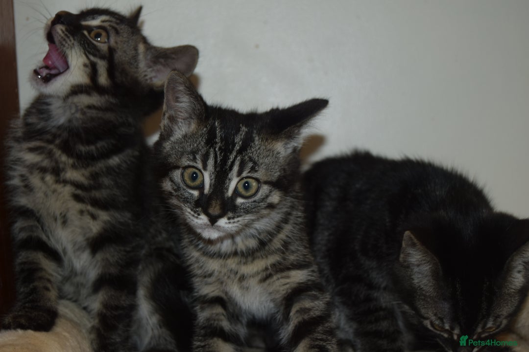 Bengal cats for sale: BEAUTIFUL HALF BENGAL KITTENS - Image 5