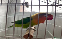 Lovebirds birds for sale: Two Lovely Lovebirds, Shrek and Fiona! - Image 2