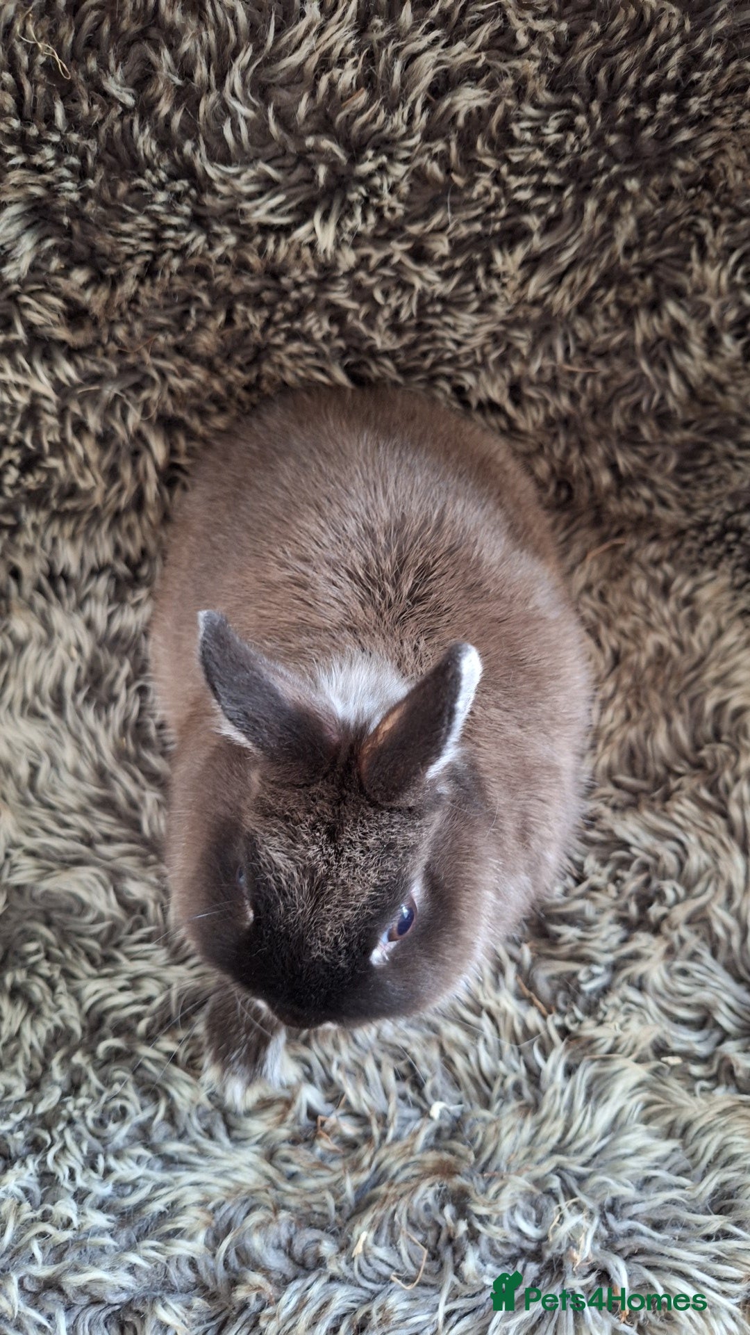 Netherland Dwarf rabbits for sale: Pure Netherland Dwarf Baby Bunnies - Image 9
