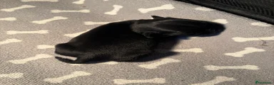 Puppy 2