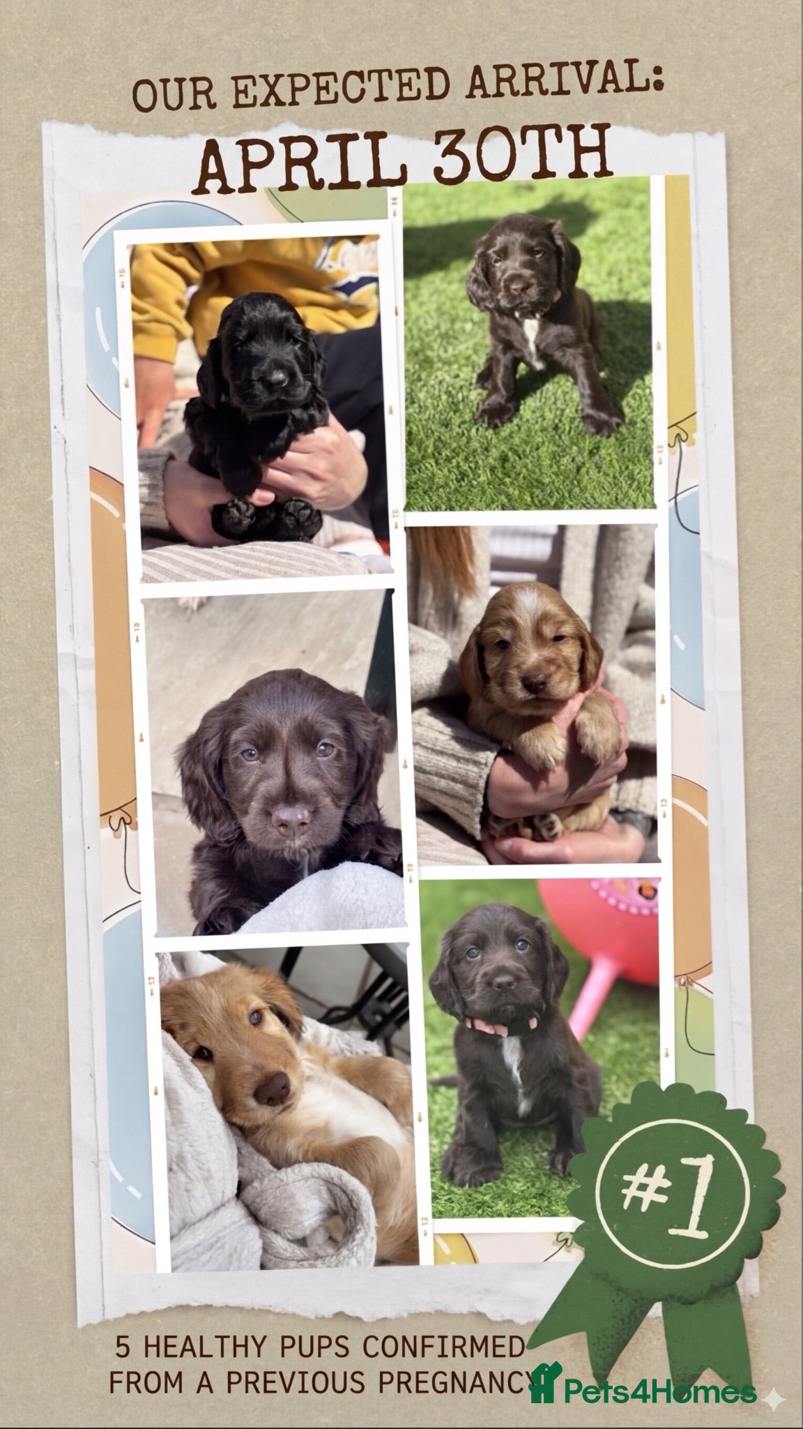 Cocker Spaniel dogs Beautiful Cocker Spaniel Puppy,Only 1 Remaining🐾 - Advert 1
