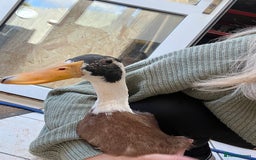 Chickens poultry for sale: Silkies - ducklings - Drakes - Advert 13