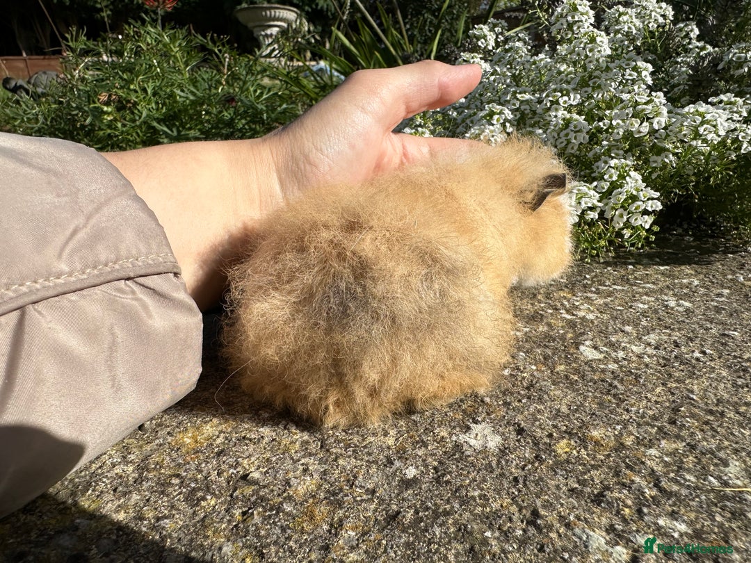 Guinea Pig rodents for sale: Gorgeous pure bred Swiss guinea pig sows - Image 7