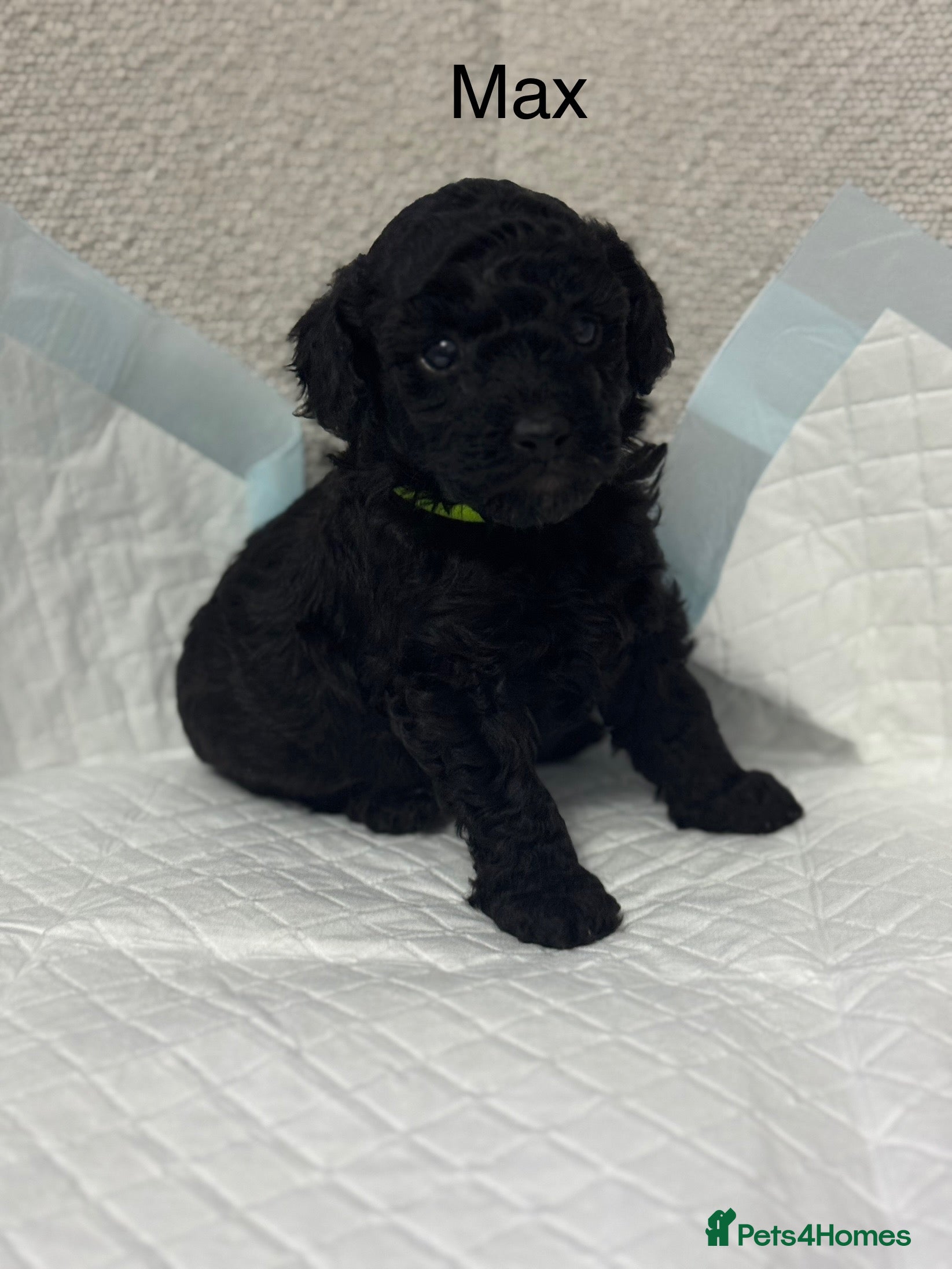 Toy Poodle dogs Toy poodle last black boy - Advert 2