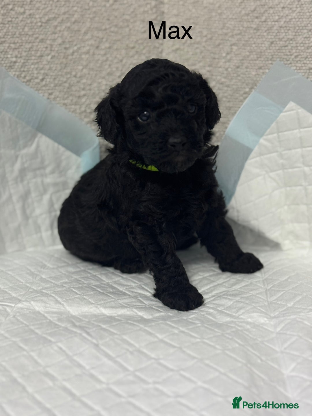 Toy Poodle dogs for sale: Toy poodle  - Advert 3