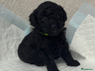 Toy Poodle dogs Toy poodle last black boy - Advert 3