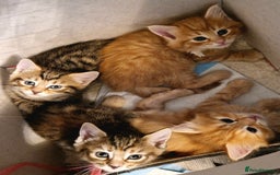 Domestic Shorthair cats for sale: 6 Adorable DSH kittens! Ginger & tabby babies ❤️  - Image 2