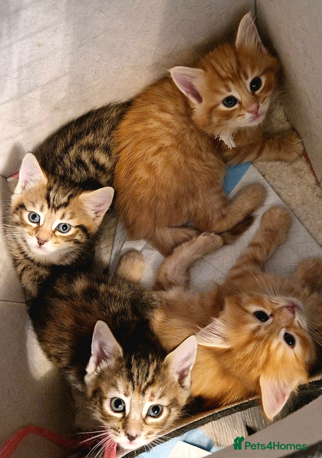 Domestic Shorthair cats for sale: 6 Adorable DSH kittens! Ginger & tabby babies ❤️  - Image 2