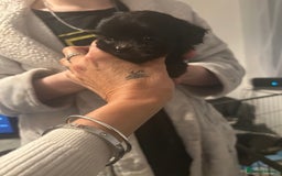 Mixed Breed dogs for sale: Beautiful Puppies x7 - Advert 5