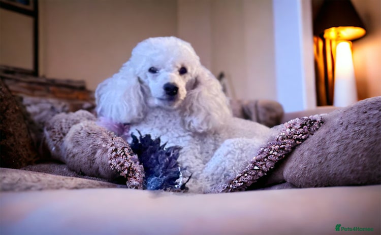 Miniature Poodle dogs - Advert 1