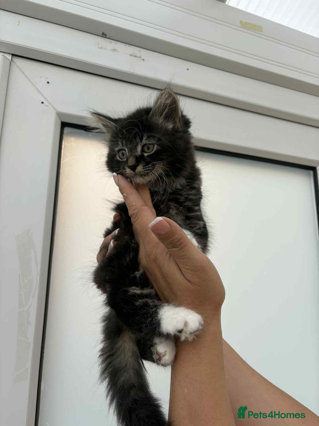 Mixed Breed cats for sale: Maine coon xxx - Image 22