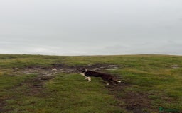 Border Collie dogs for sale: 11 month old puppy called Kip  - Image 8
