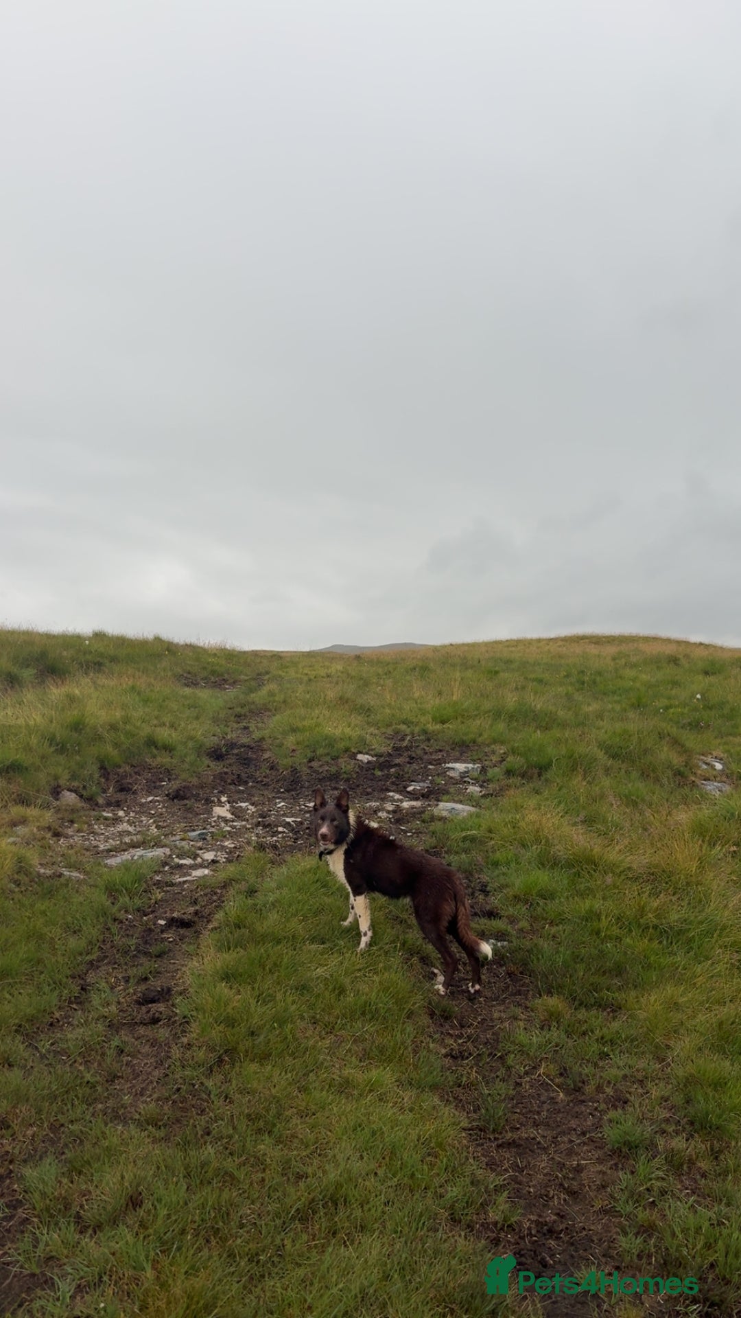 Border Collie dogs for sale: 11 month old puppy called Kip  - Image 8