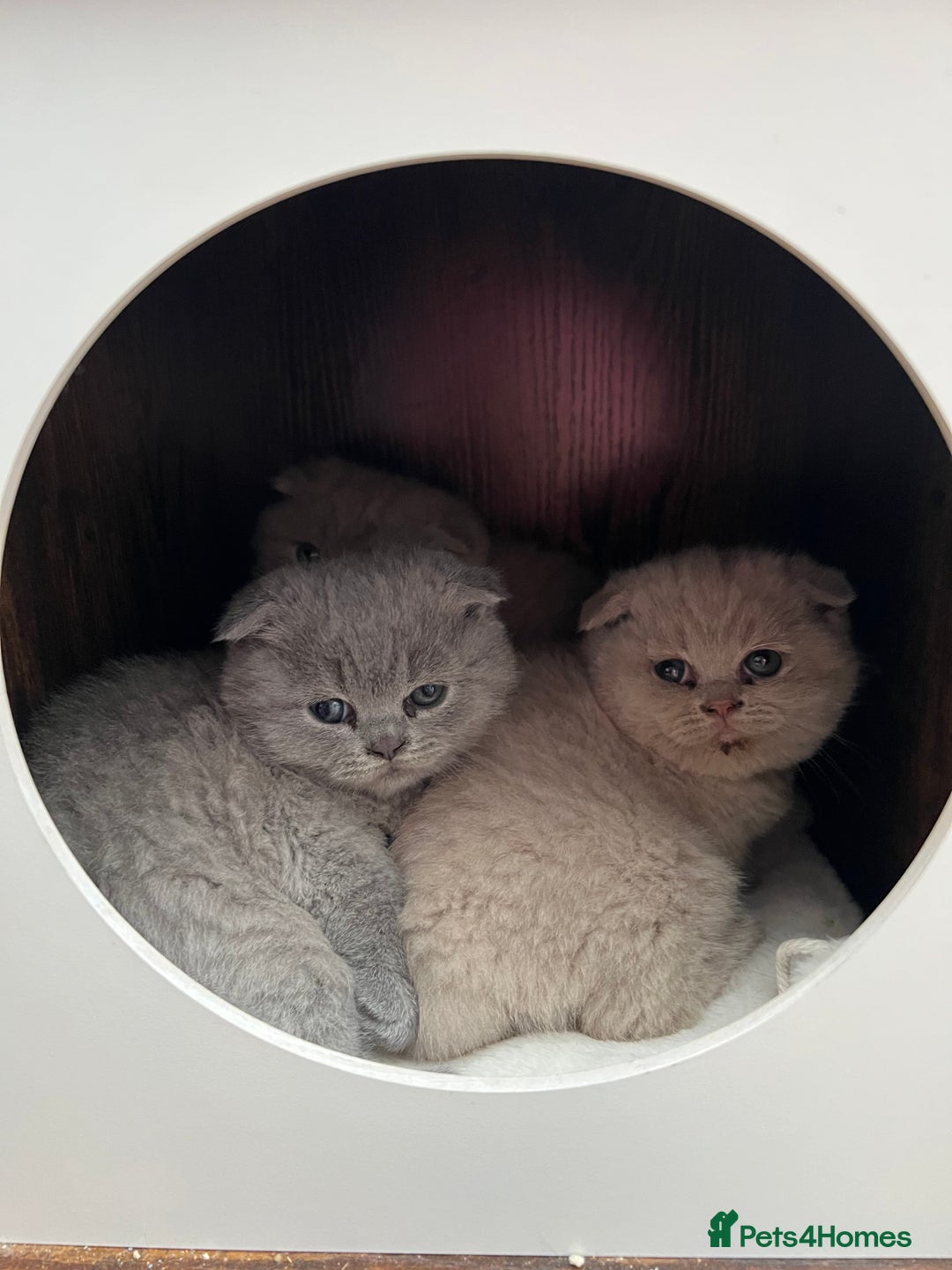 Mixed Breed cats for sale: Beautiful kittens available for loving homes. - Advert 5