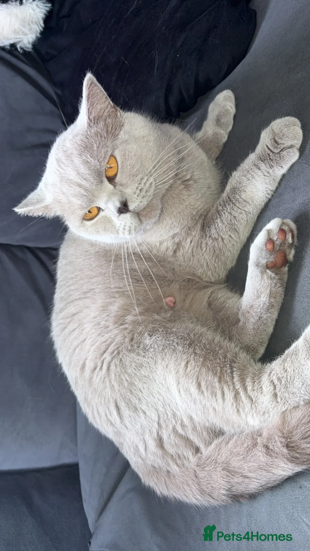 British Shorthair cats for sale: British shorthair  - Advert 4