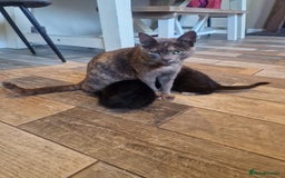 Mixed Breed cats for sale: Beautiful kittens  - Image 5