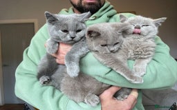 Scottish Fold cats for sale: Beautiful scotish fold straight ear kittens 🐱 ❤️ in Altrincham - Image 29