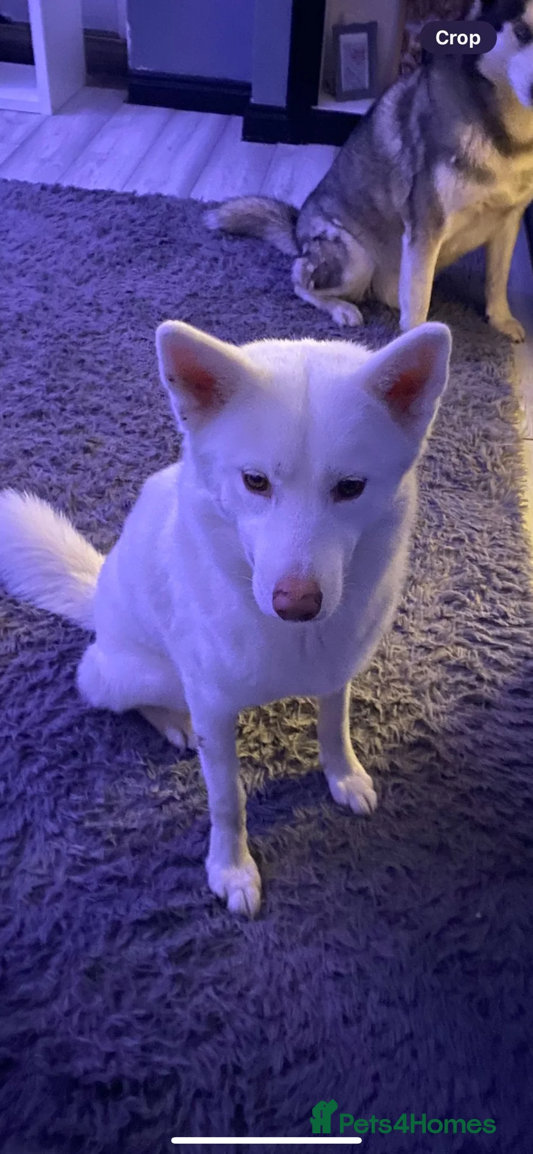 Siberian Husky dogs for sale: sibirian husky puppies  - Advert 5