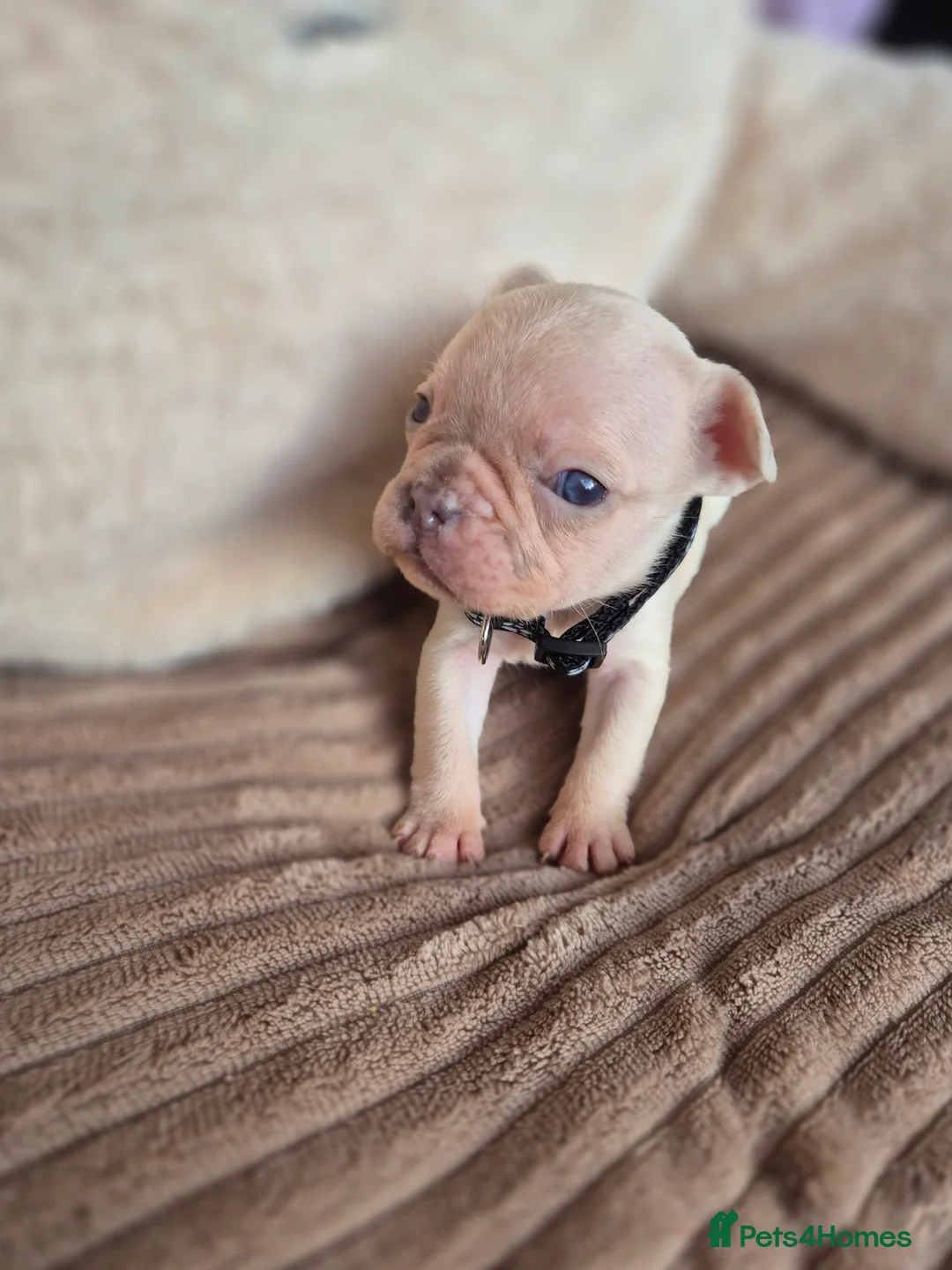 French Bulldog dogs for sale: Little French bulldog  - Advert 5
