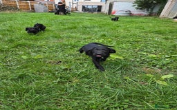Mixed Breed dogs for sale: * Spangold Retrievers 2 beautiful boys left * - Image 13