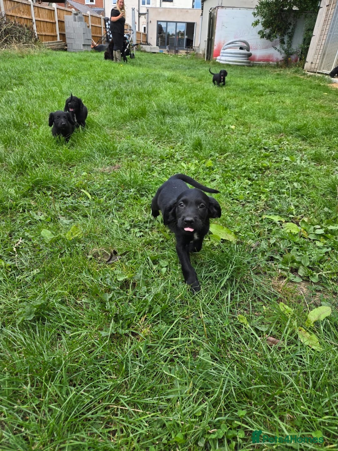 Mixed Breed dogs for sale: * Spangold Retrievers 2 beautiful boys left * - Image 13
