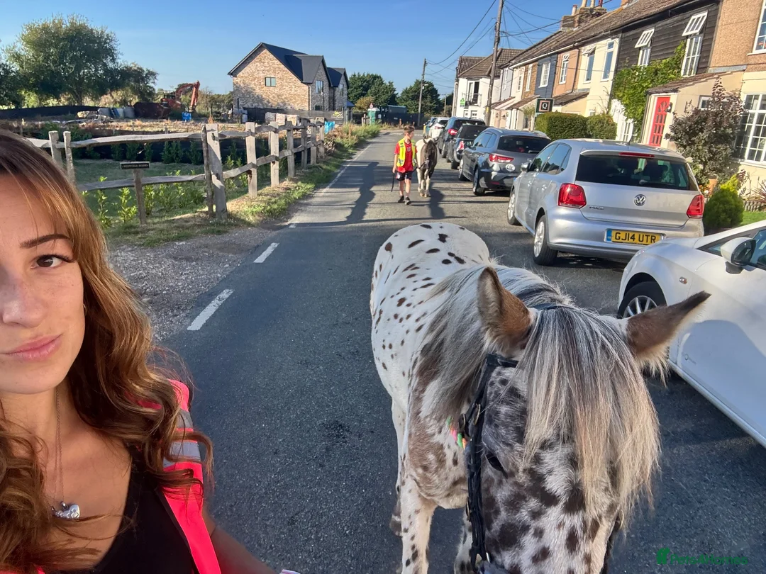 Riding pony horses for sale: Mowgli - British Spotted Pony  in Sittingbourne - Advert 2