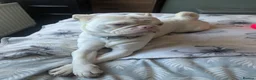 Pug dogs for sale: Pink pug in Stoke-on-Trent - Advert 4