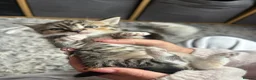 Mixed Breed cats for sale: Half Maine coon kittens  - Advert 11