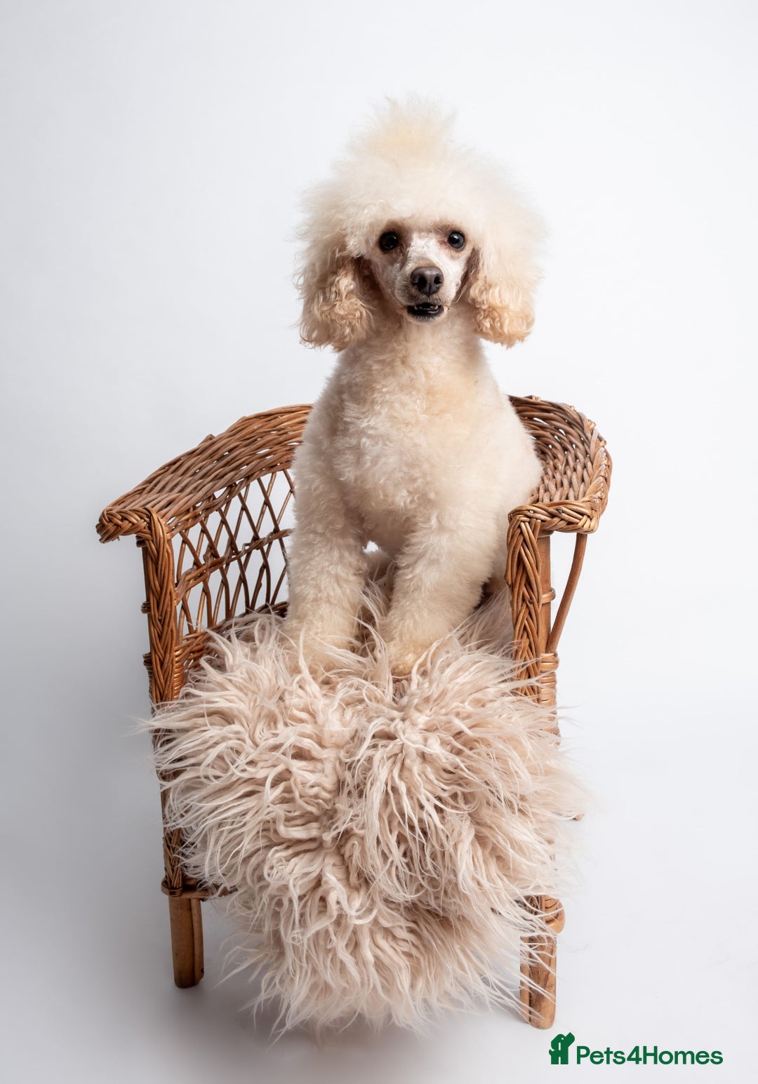 Toy Poodle dogs for stud: KC REG EXTENSIVELY HEALTH TESTED FOR STUD  in Hoddesdon - Advert 4