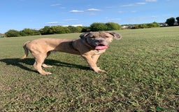 Mixed Breed dogs for sale: This is duke - Image 2