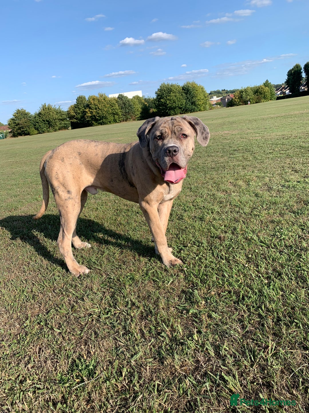 Mixed Breed dogs for sale: This is duke - Image 2