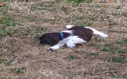 English Springer Spaniel dogs for sale: 🐾Beautiful KC Registered ES Spaniel Puppies🐾 - Image 16
