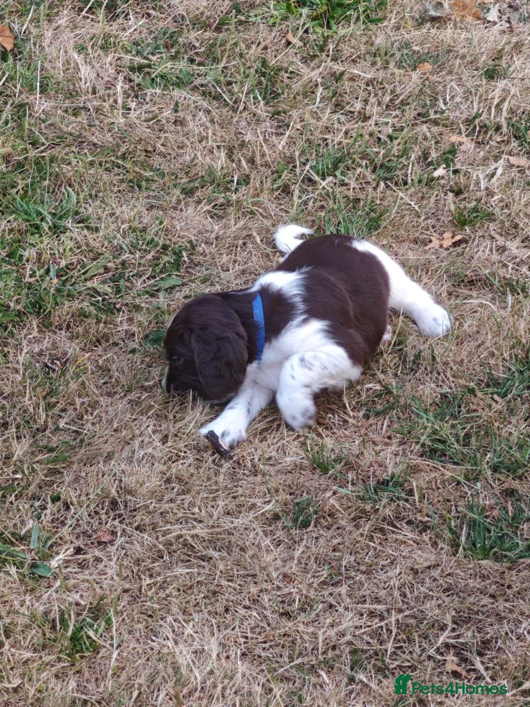 English Springer Spaniel dogs for sale: 🐾Beautiful KC Registered ES Spaniel Puppies🐾 - Image 16