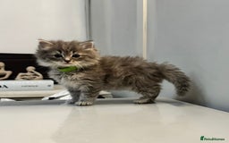 Ragdoll cats for sale: Fluffy Gorgeous Ragdoll Cross Kittens - Image 1
