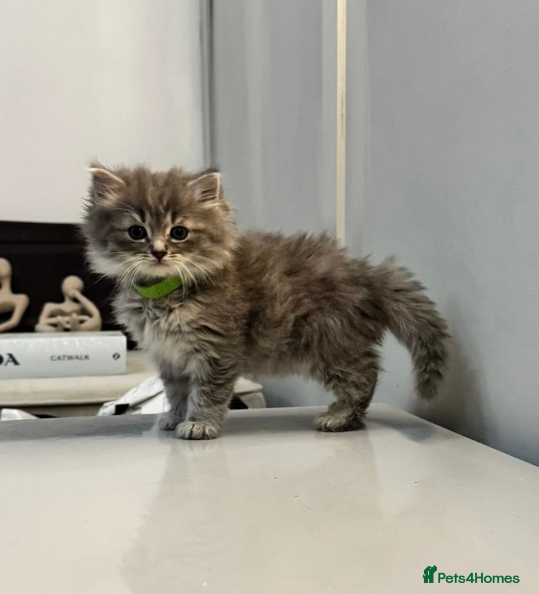 Ragdoll cats for sale: Fluffy Gorgeous Ragdoll Cross Kittens - Image 1