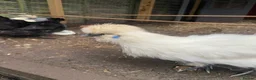 Chickens poultry for sale: 5 female silkies and 2 polish  - Advert 4