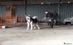 Alaskan Malamute dogs for stud: Alaskan Malamute Stud PROVEN in Darwen - Image 7