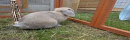 Dutch rabbits for sale: Bonded 10 week old dutch x french lop sisters - Advert 5