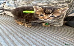 Bengal cats for sale: 5 kittens ready to go soon - Image 9