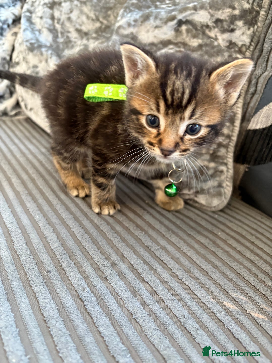 Bengal cats for sale: 5 kittens ready to go soon - Image 9