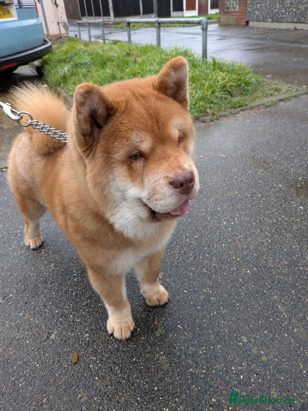 Chow Chow dogs for stud: READY FOR STUD - Advert 2